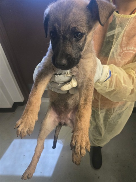 Adoptable Dog