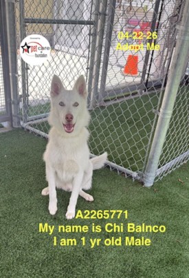 Chi Blanco