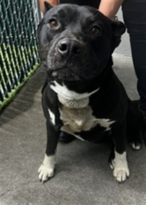 Tuxie