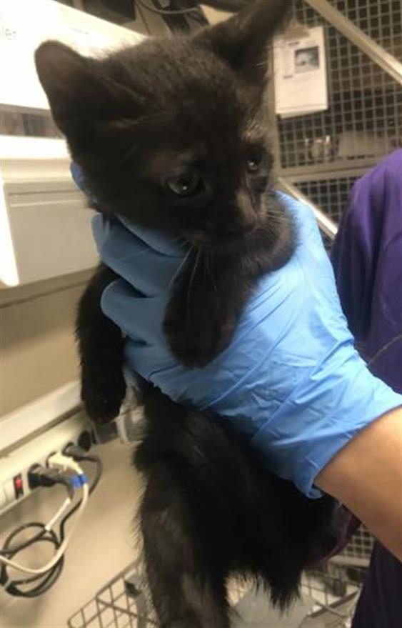 Adoptable Cat