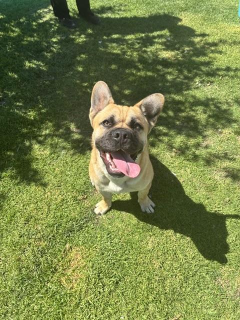 Med Adopt Ricky