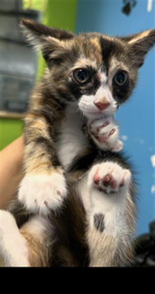 Adoptable Cat