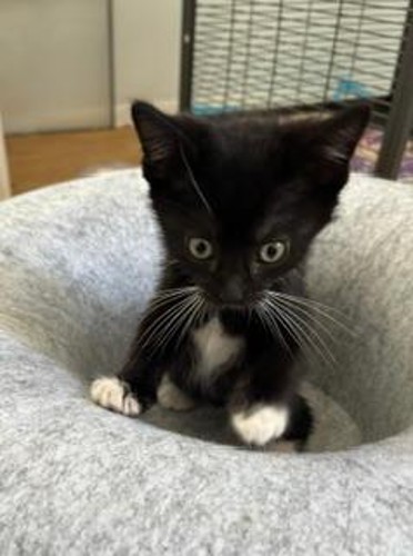*Tux
