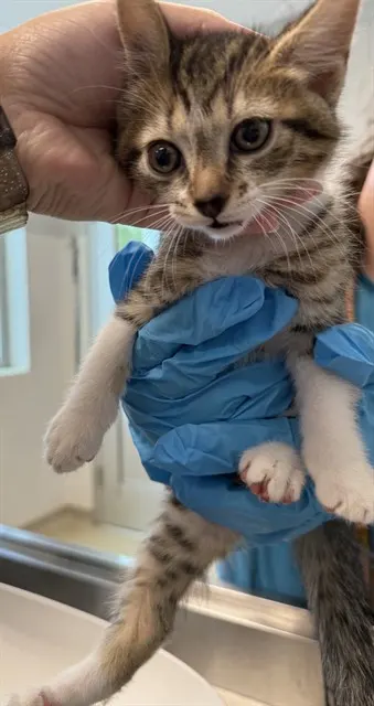 Adoptable Cat
