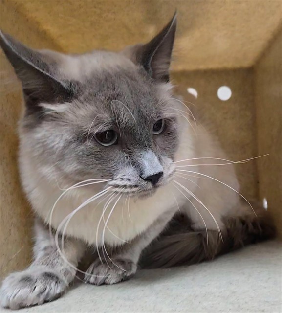 Adoptable Cat