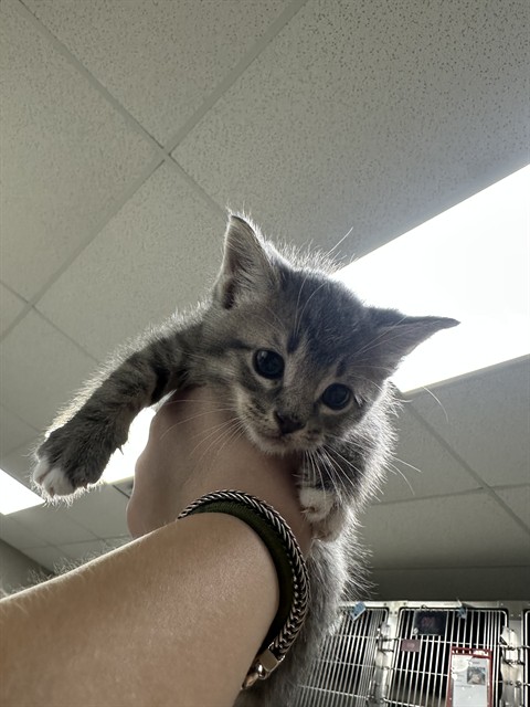Adoptable Cat