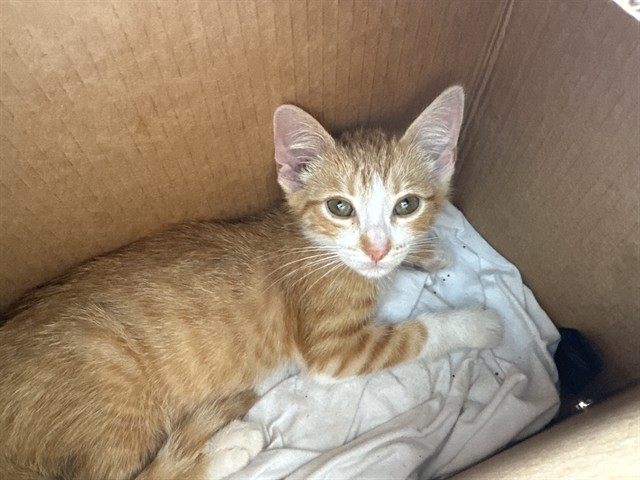 Adoptable Cat