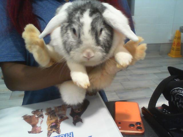 Thumper
