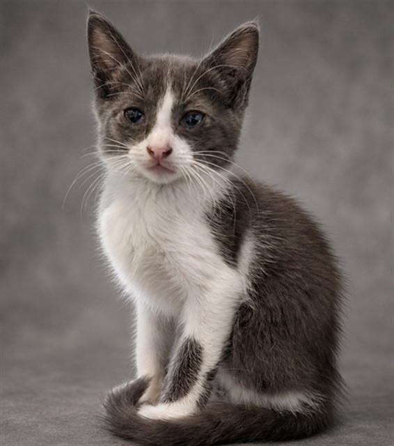 Juniper