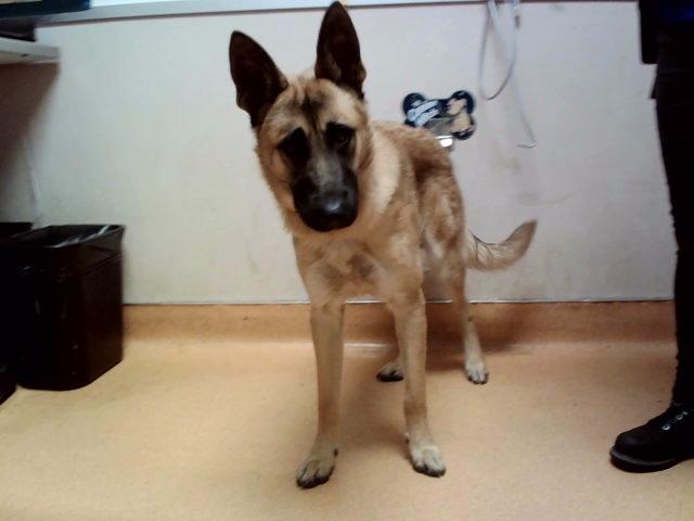 Adoptable Dog