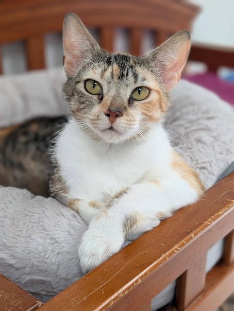Apricot