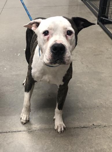 Adoptable Dog