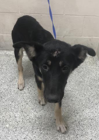 Adoptable Dog