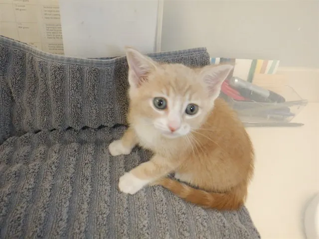 Adoptable Cat