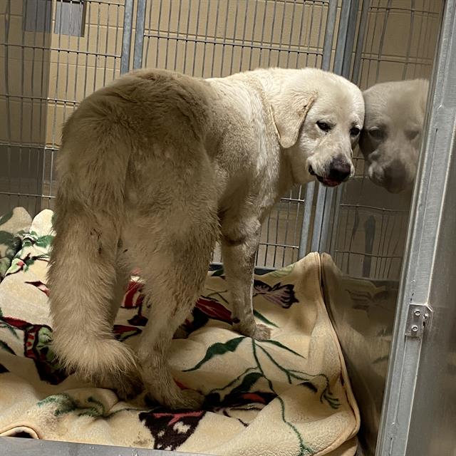 Adoptable Dog