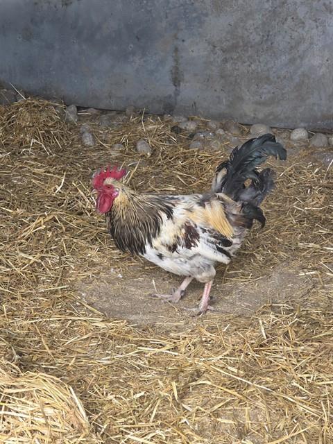 Cluckin'