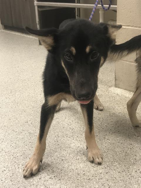 Adoptable Dog