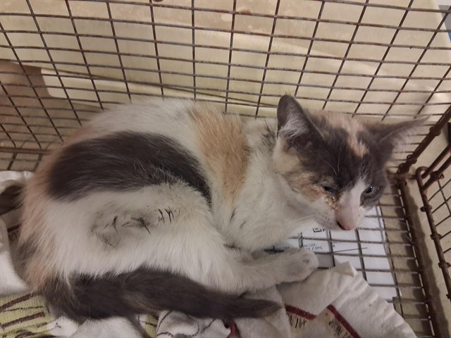 Adoptable Cat
