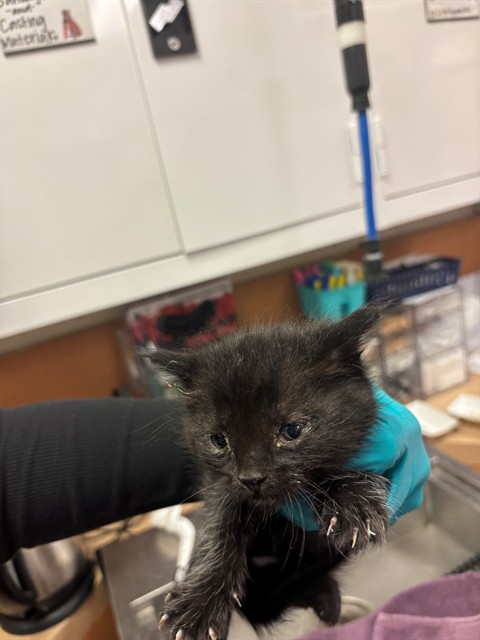 Adoptable Cat