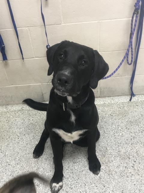 Adoptable Dog
