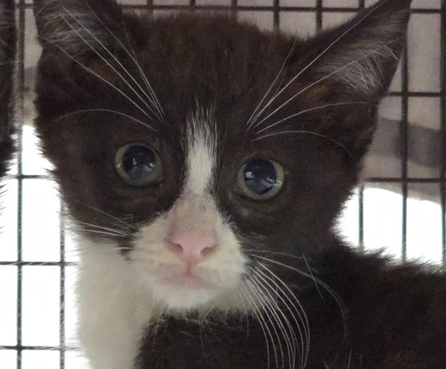 Adoptable Cat