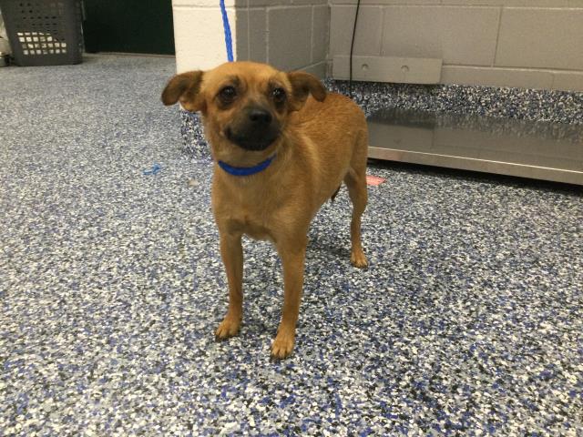 Adoptable Dog