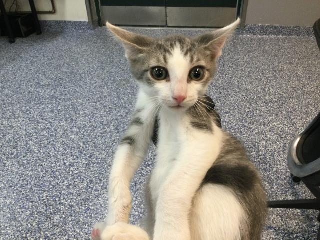 Adoptable Cat