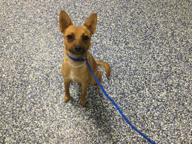 Adoptable Dog