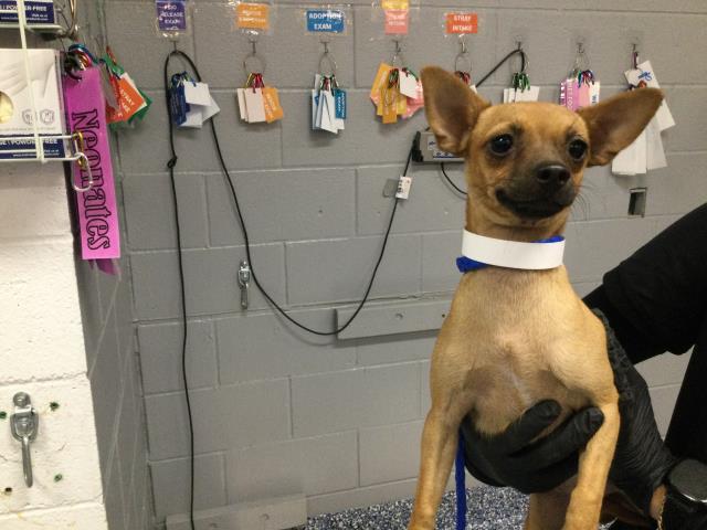 Adoptable Dog
