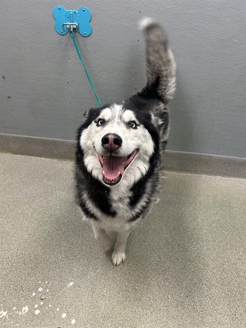 Denali