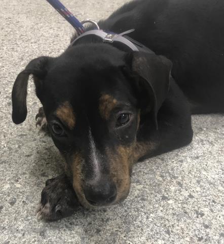 Adoptable Dog