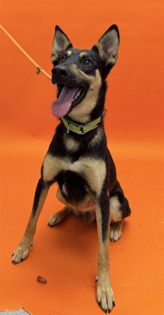 Kenai