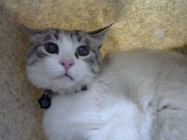 Maru