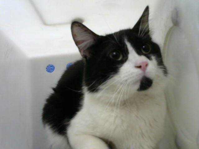 Bertram