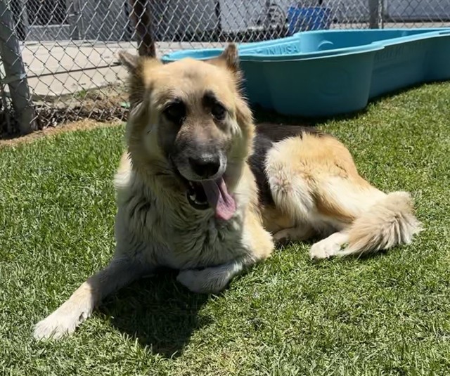 Med Adopt Donna