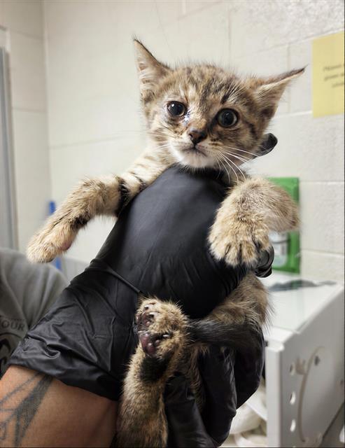 Celeste