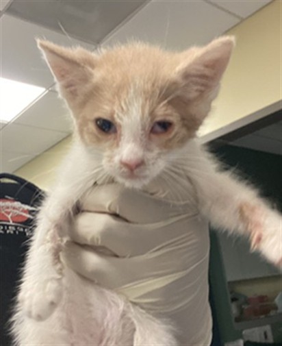 Adoptable Cat