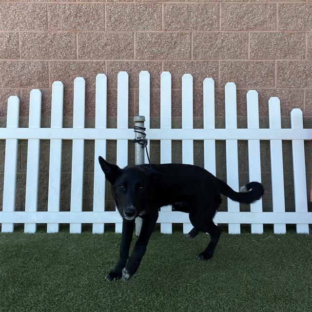 *Sirius