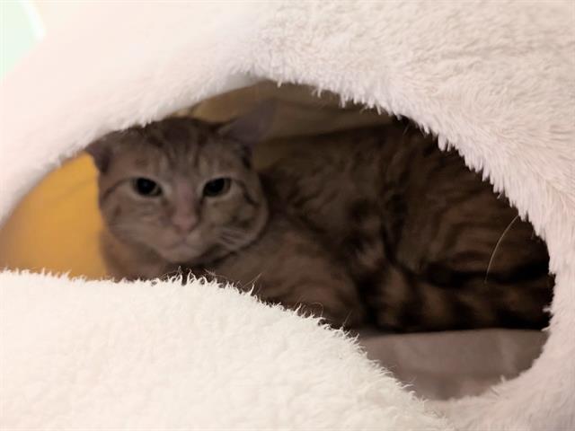 Tyson