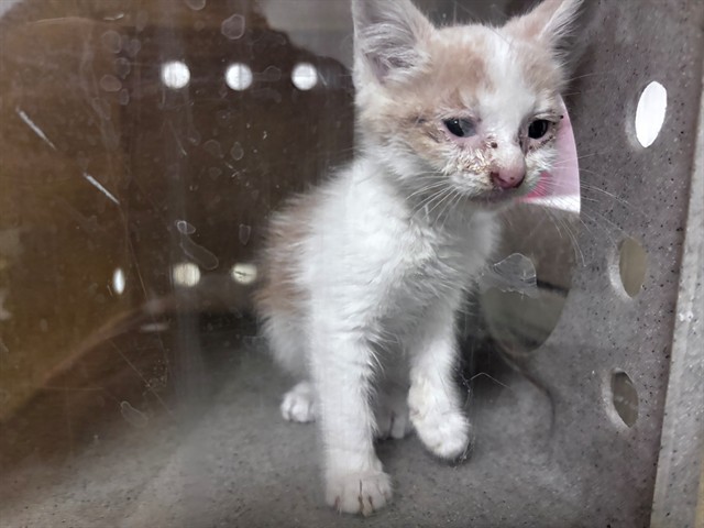 Adoptable Cat