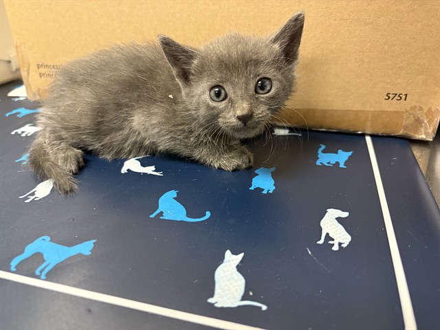 Hugo