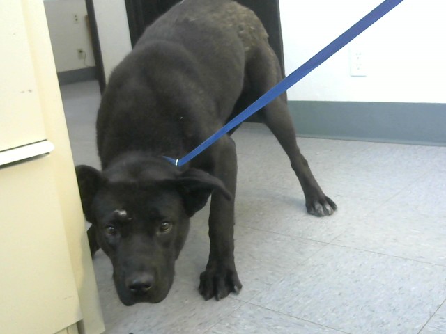 Adoptable Dog