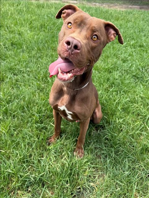 Adoptable Dog