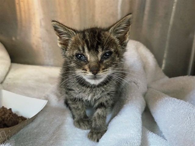 Adoptable Cat