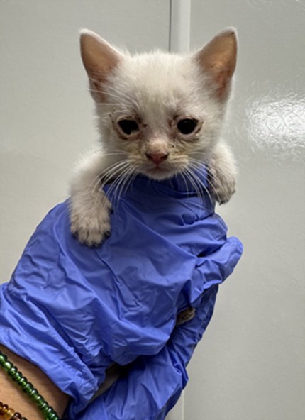 Sailor - Adoption Pending