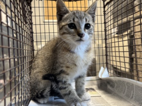 Adoptable Cat