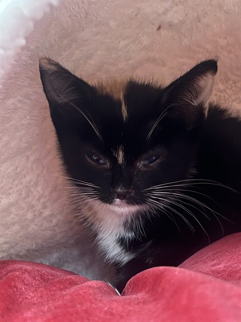 Hera - Needs Foster