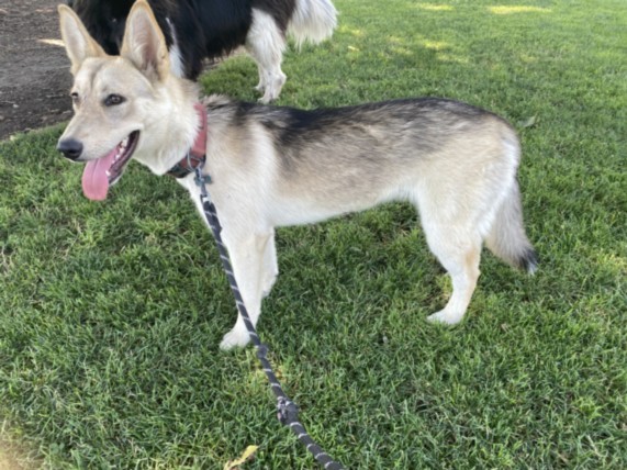 Adoptable Dog