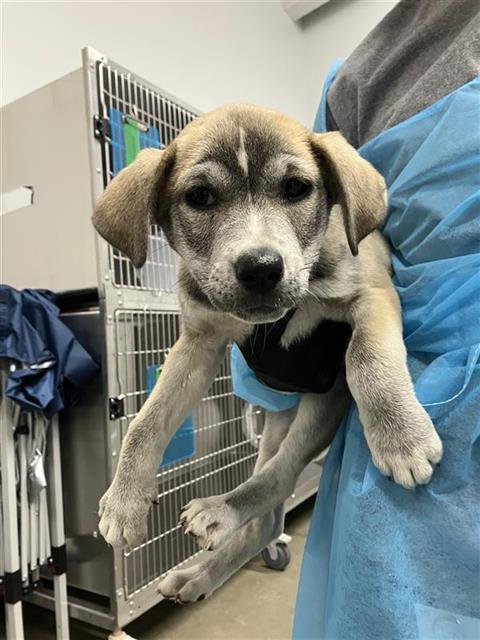 Adoptable Dog
