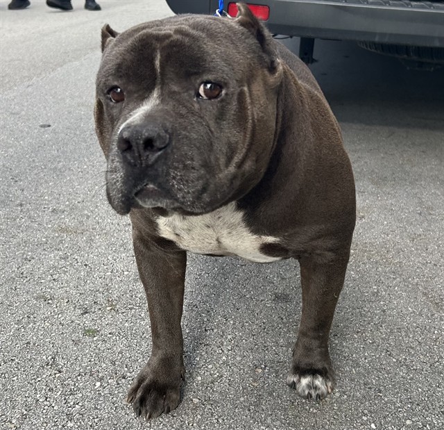 Koda